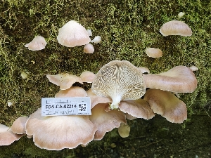  ( - FDS-CA-02214)  @11 [ ] by (2024) Mandy Hackney Fungal Diversity Survey