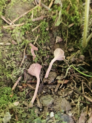  ( - FDS-CA-02147)  @11 [ ] by (2024) Mandy Hackney Fungal Diversity Survey