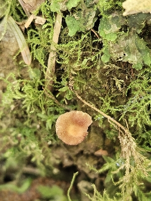  ( - FDS-CA-02147)  @11 [ ] by (2024) Mandy Hackney Fungal Diversity Survey