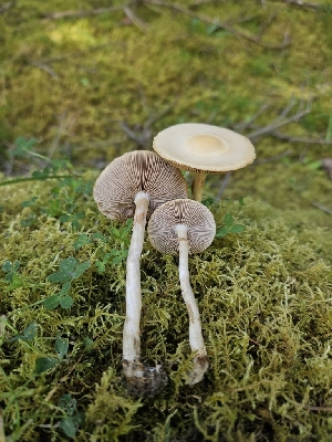  ( - FDS-CA-02149)  @11 [ ] by (2024) Mandy Hackney Fungal Diversity Survey