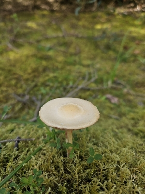  ( - FDS-CA-02149)  @11 [ ] by (2024) Mandy Hackney Fungal Diversity Survey