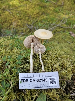  ( - FDS-CA-02149)  @11 [ ] by (2024) Mandy Hackney Fungal Diversity Survey