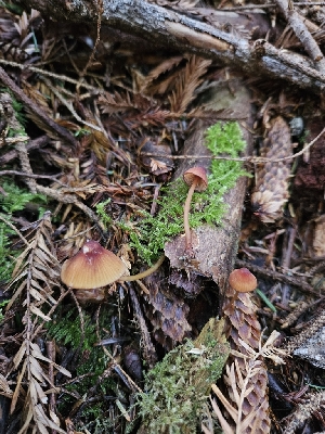  ( - FDS-CA-02150)  @11 [ ] by (2024) Mandy Hackney Fungal Diversity Survey