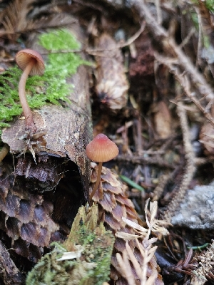  ( - FDS-CA-02150)  @11 [ ] by (2024) Mandy Hackney Fungal Diversity Survey