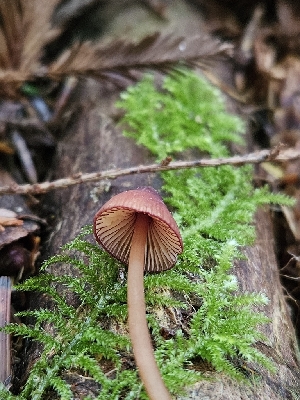  ( - FDS-CA-02150)  @11 [ ] by (2024) Mandy Hackney Fungal Diversity Survey