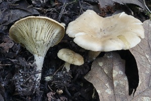  ( - FDS-CA-00995)  @11 [ ] by-nc (2024) Taye Bright Fungal Diversity Survey