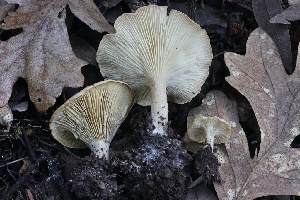  ( - FDS-CA-00995)  @11 [ ] by-nc (2024) Taye Bright Fungal Diversity Survey