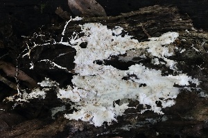  ( - FDS-CA-00102)  @11 [ ] by-nc (2024) Taye Bright Fungal Diversity Survey