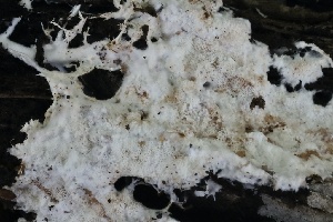 ( - FDS-CA-00102)  @11 [ ] by-nc (2024) Taye Bright Fungal Diversity Survey