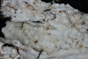  ( - FDS-CA-00102)  @11 [ ] by-nc (2024) Taye Bright Fungal Diversity Survey