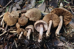  (Inocybe sp. PNW18 - FDS-CA-00104)  @11 [ ] by-nc (2024) Taye Bright Fungal Diversity Survey