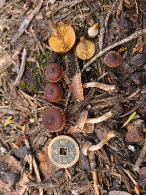 ( - FDS-CA-03578)  @11 [ ] by-nc (2024) Fresno Mycology Society Fungal Diversity Survey