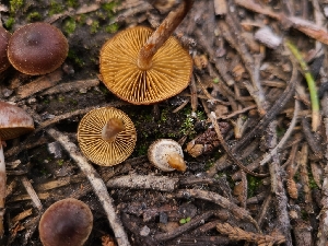  ( - FDS-CA-03578)  @11 [ ] by-nc (2024) Fresno Mycology Society Fungal Diversity Survey