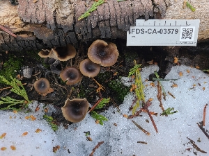  ( - FDS-CA-03579)  @11 [ ] by-nc (2024) Fresno Mycology Society Fungal Diversity Survey