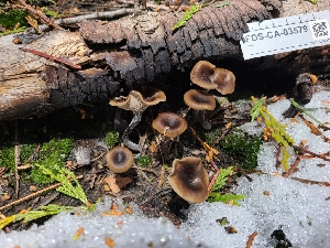  ( - FDS-CA-03579)  @11 [ ] by-nc (2024) Fresno Mycology Society Fungal Diversity Survey