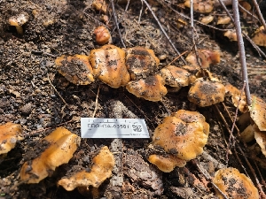  ( - FDS-CA-03581)  @11 [ ] by-nc (2024) Fresno Mycology Society Fungal Diversity Survey