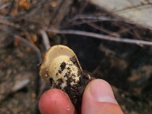  ( - FDS-CA-03581)  @11 [ ] by-nc (2024) Fresno Mycology Society Fungal Diversity Survey