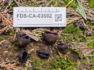  (Plicaria - FDS-CA-03582)  @11 [ ] by-nc (2024) Fresno Mycology Society Fungal Diversity Survey