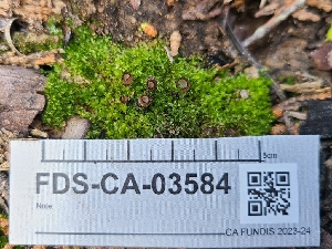  ( - FDS-CA-03584)  @11 [ ] by-nc (2024) Fresno Mycology Society Fungal Diversity Survey