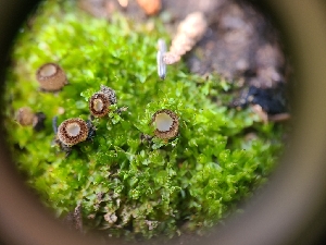  ( - FDS-CA-03584)  @11 [ ] by-nc (2024) Fresno Mycology Society Fungal Diversity Survey