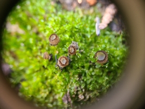  ( - FDS-CA-03584)  @11 [ ] by-nc (2024) Fresno Mycology Society Fungal Diversity Survey