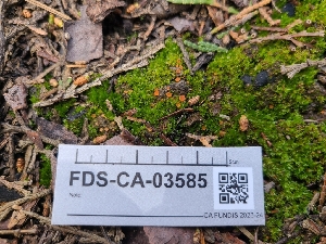  ( - FDS-CA-03585)  @11 [ ] by-nc (2024) Fresno Mycology Society Fungal Diversity Survey