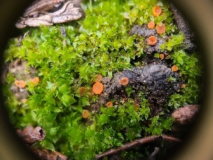  ( - FDS-CA-03585)  @11 [ ] by-nc (2024) Fresno Mycology Society Fungal Diversity Survey