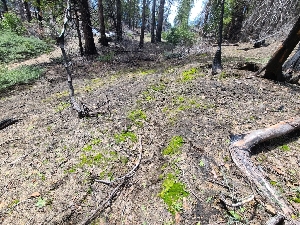  ( - FDS-CA-03585)  @11 [ ] by-nc (2024) Fresno Mycology Society Fungal Diversity Survey