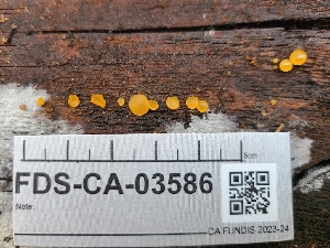  ( - FDS-CA-03586)  @11 [ ] by-nc (2024) Fresno Mycology Society Fungal Diversity Survey