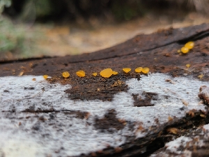 ( - FDS-CA-03586)  @11 [ ] by-nc (2024) Fresno Mycology Society Fungal Diversity Survey