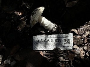  ( - FDS-CA-01638)  @11 [ ] c (2024) Rudy Diaz Fungal Diversity Survey
