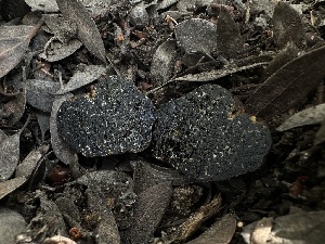  ( - FDS-CA-01642)  @11 [ ] c (2024) Rudy Diaz Fungal Diversity Survey