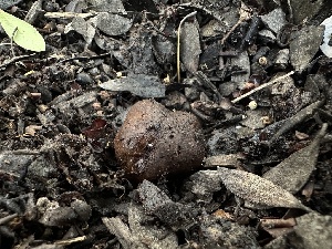  ( - FDS-CA-01642)  @11 [ ] c (2024) Rudy Diaz Fungal Diversity Survey