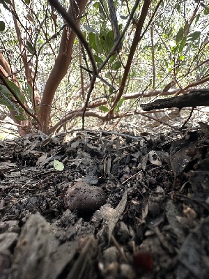  ( - FDS-CA-01642)  @11 [ ] c (2024) Rudy Diaz Fungal Diversity Survey