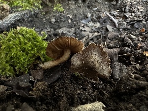  (Inocybe sp. plocamophora-CA01 - FDS-CA-01657)  @11 [ ] c (2024) Rudy Diaz Fungal Diversity Survey