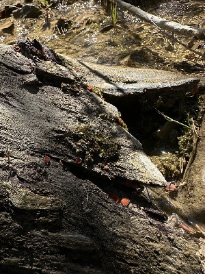  ( - FDS-CA-01643)  @11 [ ] c (2024) Rudy Diaz Fungal Diversity Survey