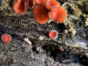  ( - FDS-CA-01643)  @11 [ ] c (2024) Rudy Diaz Fungal Diversity Survey