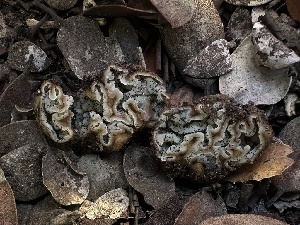  ( - FDS-CA-01639)  @11 [ ] c (2024) Rudy Diaz Fungal Diversity Survey