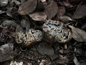  ( - FDS-CA-01639)  @11 [ ] c (2024) Rudy Diaz Fungal Diversity Survey