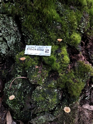  ( - FDS-CA-03342)  @11 [ ] by (2024) Justin Paulin Fungal Diversity Survey