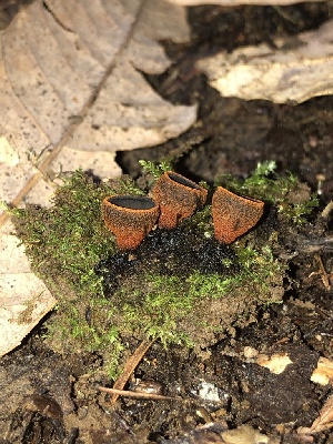  ( - FDS-CA-03350)  @11 [ ] by (2024) Justin Paulin Fungal Diversity Survey