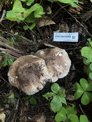  ( - FDS-CA-03353)  @11 [ ] by (2024) Justin Paulin Fungal Diversity Survey