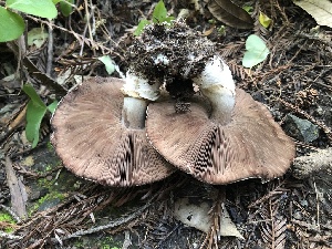  ( - FDS-CA-03353)  @11 [ ] by (2024) Justin Paulin Fungal Diversity Survey