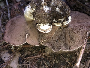  ( - FDS-CA-03353)  @11 [ ] by (2024) Justin Paulin Fungal Diversity Survey