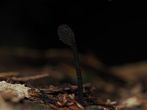  ( - FDS-CA-03337)  @11 [ ] by (2024) Justin Paulin Fungal Diversity Survey