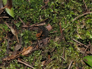  ( - FDS-CA-03338)  @11 [ ] by (2024) Justin Paulin Fungal Diversity Survey