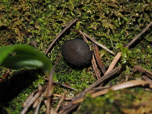 ( - FDS-CA-03338)  @11 [ ] by (2024) Justin Paulin Fungal Diversity Survey