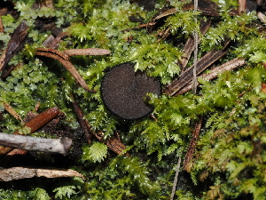  ( - FDS-CA-03338)  @11 [ ] by (2024) Justin Paulin Fungal Diversity Survey