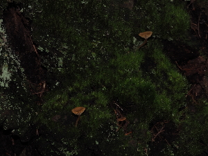  ( - FDS-CA-03342)  @11 [ ] by (2024) Justin Paulin Fungal Diversity Survey