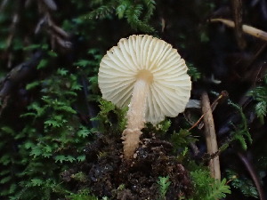  (Lepiota sp. PNW03 - FDS-CA-03348)  @11 [ ] by (2024) Justin Paulin Fungal Diversity Survey